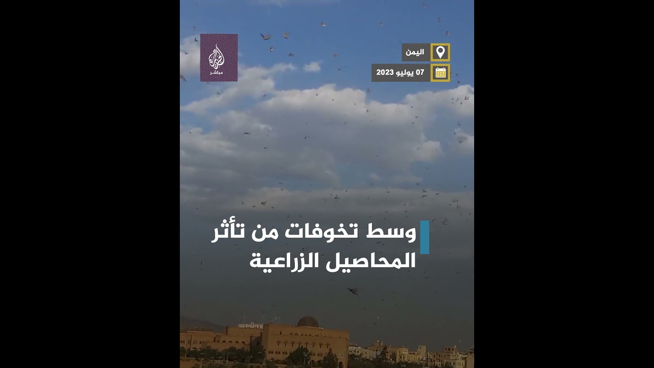 تهدد المحاصيل الزراعية.. أسرابٌ من الجراد تجتاح مناطق مختلفة في اليمن