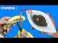 CORRECT METHOD TO MAKE BANANA PEEL FERTILIZER AND TEA TO BOOST BLOOMS