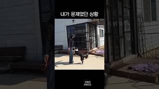 강아지가 아닌 내가 문제였던 상황 ㅋㅋ
