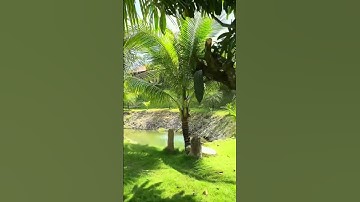 Cô Nương cần nhượng lại khu nhà vườn nghỉ dưỡng tuyệt đẹp ở Bà Rịa Vũng Tàu #shorts