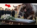 "Rejected Bull Attends His Owner's Funeral—You Won't Believe What Happened Next!"