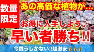 【5月最終SALE  いつ買うの⁉︎】今でしょ‼︎あの高価な植物がめちゃくちゃお得に購入できます♪見る価値あり‼︎Ver357【カーメン君】【チューリップ】【球根】【宿根草】