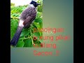 Suara pikat burung kutilang ampuh..!!