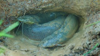 Amazing fishing in rural village &amp; Found many fish run back water after Raining