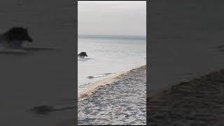 В Крыму из моря на берег выплыл кабан