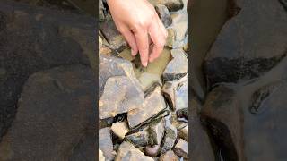 Catching Wild Crabs Under Rocks #love #nature #shorts #fish #rock #viral