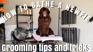 HOW TO BATHE A NEWFIE | 2021 BATHING SETUP & TIPS