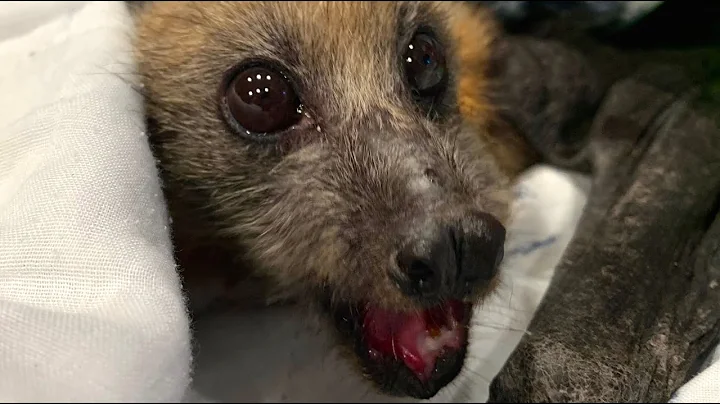Rescuing a flying-fox in a building site:  this is...