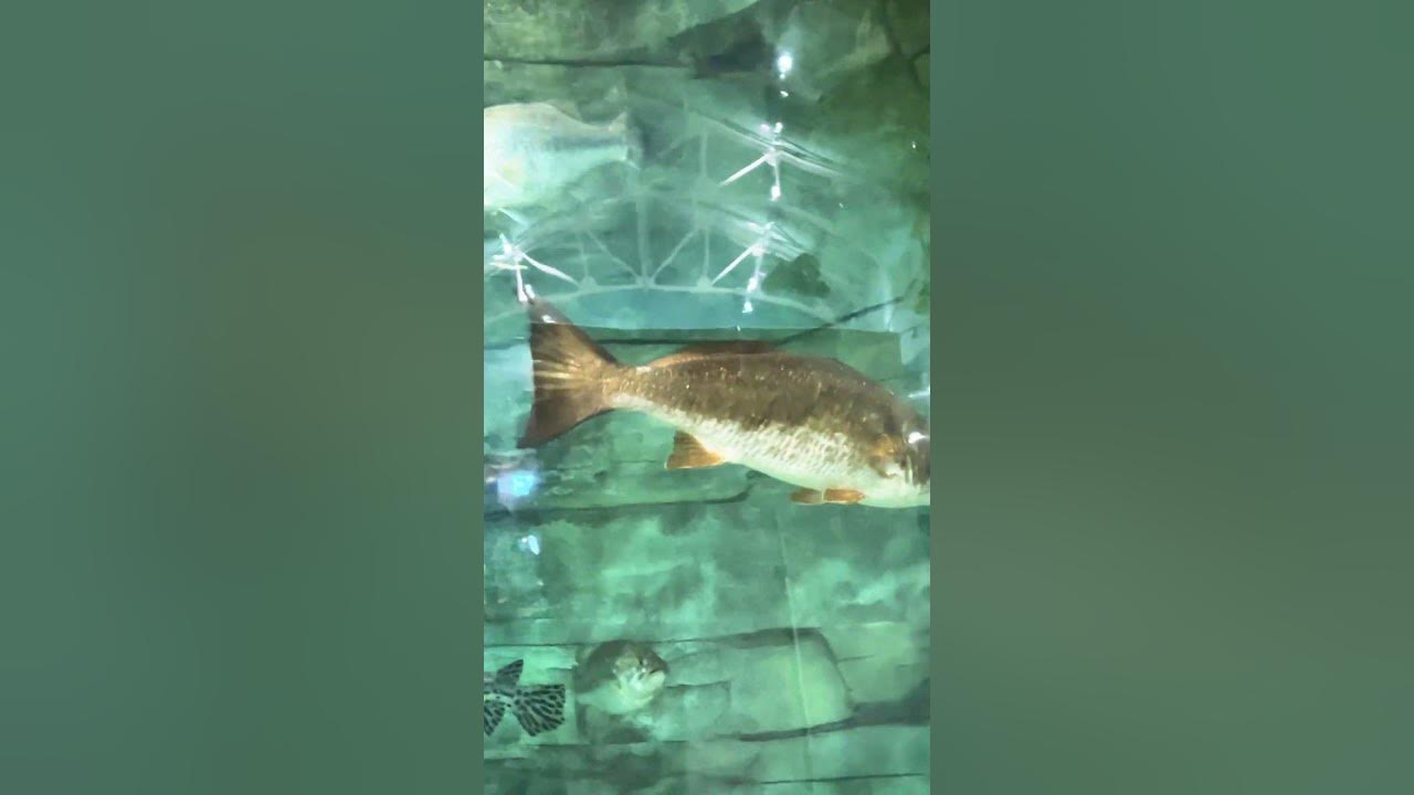 what-type-of-fish-is-this-youtube
