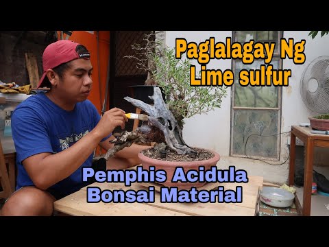 Video: Ano ang Lime Sulfur - Paano At Kailan Gamitin ang Lime Sulfur Sa Hardin