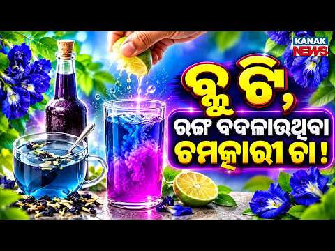 ରଙ୍ଗ ବଦଳାଉଥିବା ଚମତ୍କାରୀ ଚା ! Special Report On Blue Tea | Amazing Butterfly Pea Flower Tea