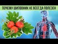 Оказывается ШИПОВНИК не всегда полезен Вот кому эти ЯГОДЫ противопоказаны Польза и Вред шиповника