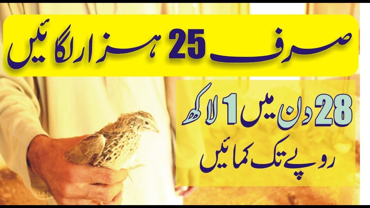 batair-farming-quail-farming-in-urdu-hindi-youtube