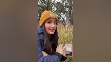 Identifying and reporting invasive Cogongrass / Imperata cylindrica