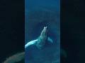 A humpback whale rises through a baitball of fish epic wildlife