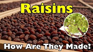 How Are Raisins Made | Sun-Dried vs Machine-Dried Process Explained News