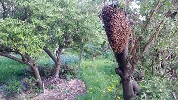 How to Catch a Swarm in a Top Bar Hive Nucleus Box