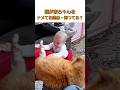 猫が赤ちゃんをナメてる理由、知ってる？#ねこ #猫動画 #おもしろ猫 #可愛い#猫のいる暮らし #猫好きさんと繋がりたい #猫の反応 #猫が赤ちゃんを