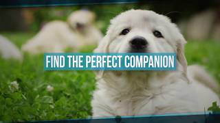 Puppies For Sale Near Me - Puppies For Sale Near Me