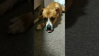 Dog shows tongue/American Staffordshire Terrier