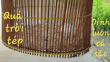 Thử làm mồi đặt lợp tép ban ngày | Săn bắt SÓC TRĂNG |