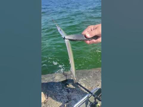 Риба сарган, Одеса, Україна, Чорне море. - YouTube