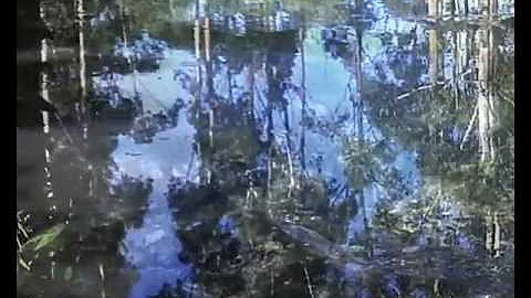 Disappearing Tarn (Roadhouse Ravens - Matthew Farg...