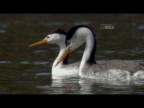 Capturing Unexpected Animal