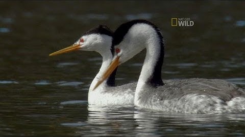 Capturing Unexpected Animal Behaviors