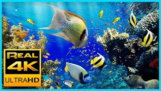 Aquarium 4K VIDEO (ULTRA HD). / Красивые Коралловые рыбки и Коралловый риф.