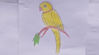 drawing parrot indian draw