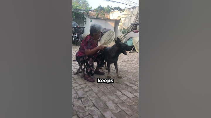 Loyal Dog Assists Elderly With Daily Tasks