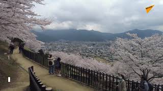 新倉山浅間公園の桜が満開に　観光客を魅了