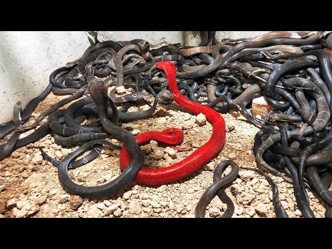 Video: Postoje li zmije koje jedu zmije? kratak opis