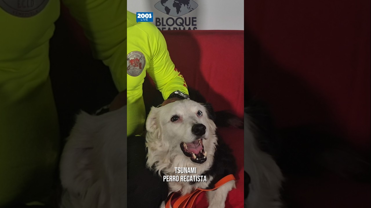 ¿Puede cualquier perro ser rescatista? Esto aclara el entrenador de Tsunami