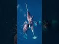 Загадочный Морской Единорог
