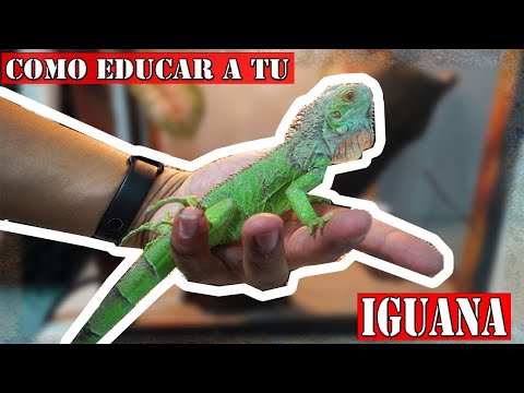 Video: Cómo Domesticar Una Iguana