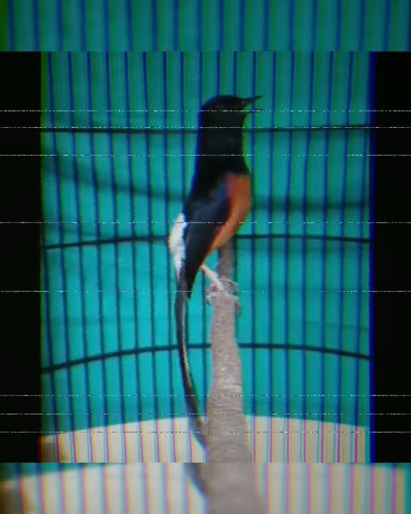 Murai prospek | paruh celah ekor lenkung