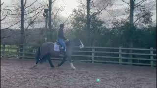 Stunning bombproof easy fun cob ad ref 269552