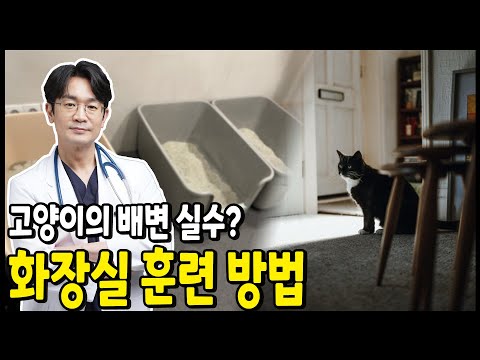 고양이 화장실 훈련법. 고양이 소변실수 원인? 고양이 스프레이 원인.