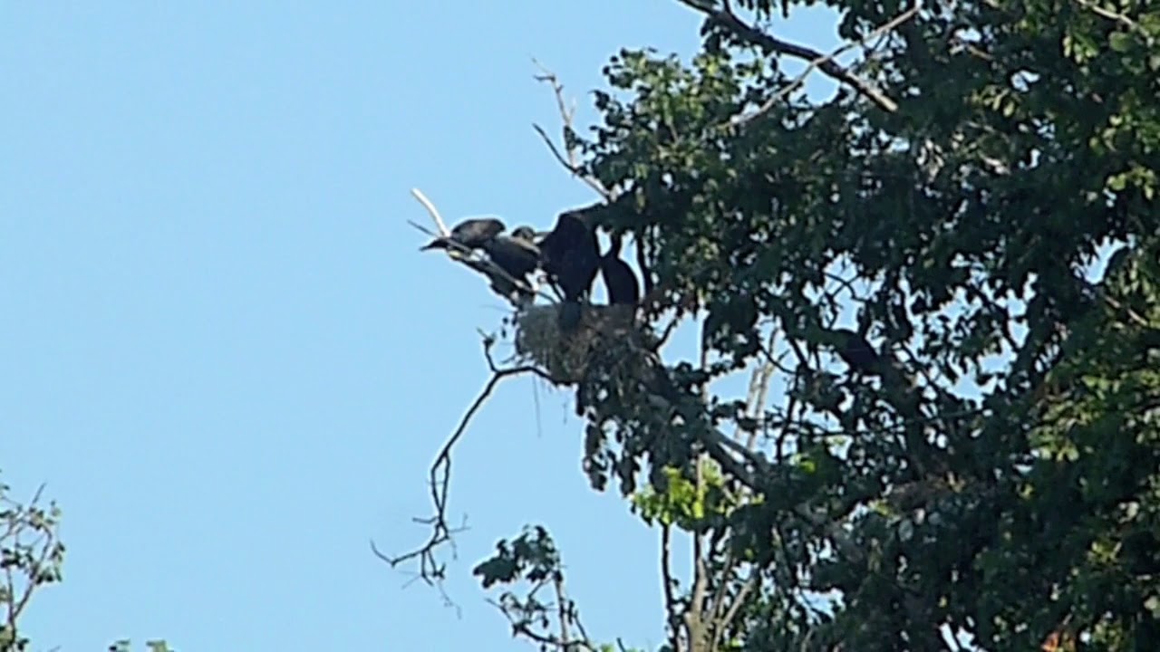 Cormorants In The Nest 