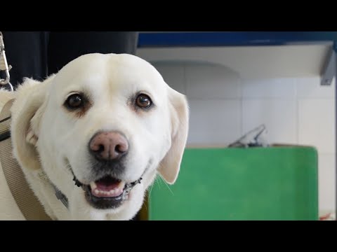 Video: Los Perros De Terapia Reconfortan A La Comunidad Después De Un Tiroteo Masivo En Pittsburgh