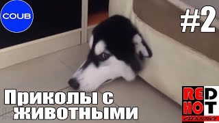 Приколы с животными COUB #2 Видео приколы 2018