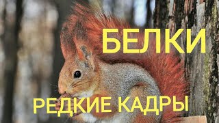 Белки в лесу  ЭКСКЛЮЗИВНЫЕ КАДРЫ