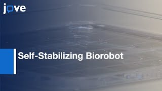 Cardiac Muscle-Cell Based Actuator & Self-Stabilizing Biorobot - PART 1 l Protocol Preview screenshot 2