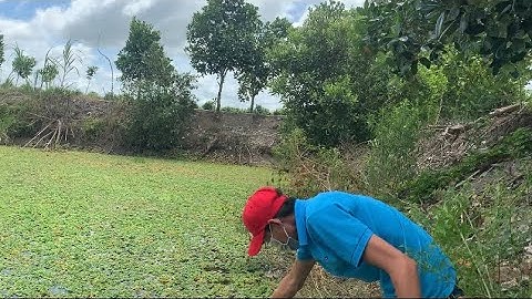 Giao Ốc Bươu Đen Giống Cho Khách Hàng Ở Cao Lãnh-Đồng Tháp | Liệt Vlog