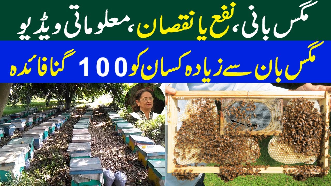 Honey Bee Business in Pakistan | Honey Bee Farming in Pakistan || Kissan Pakistan