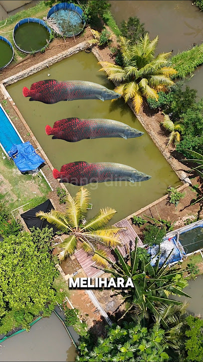 PELIHARA ARAPAIMA DI EMPANG⁉️TURAP EMPANG SELESAI‼️ #shorts