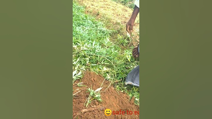 🌿 മധുരകിഴങ്ങ് കൃഷി - നടുന്നത്  മുതൽ  വിളവെടുപ്പ് വരെ 🌿