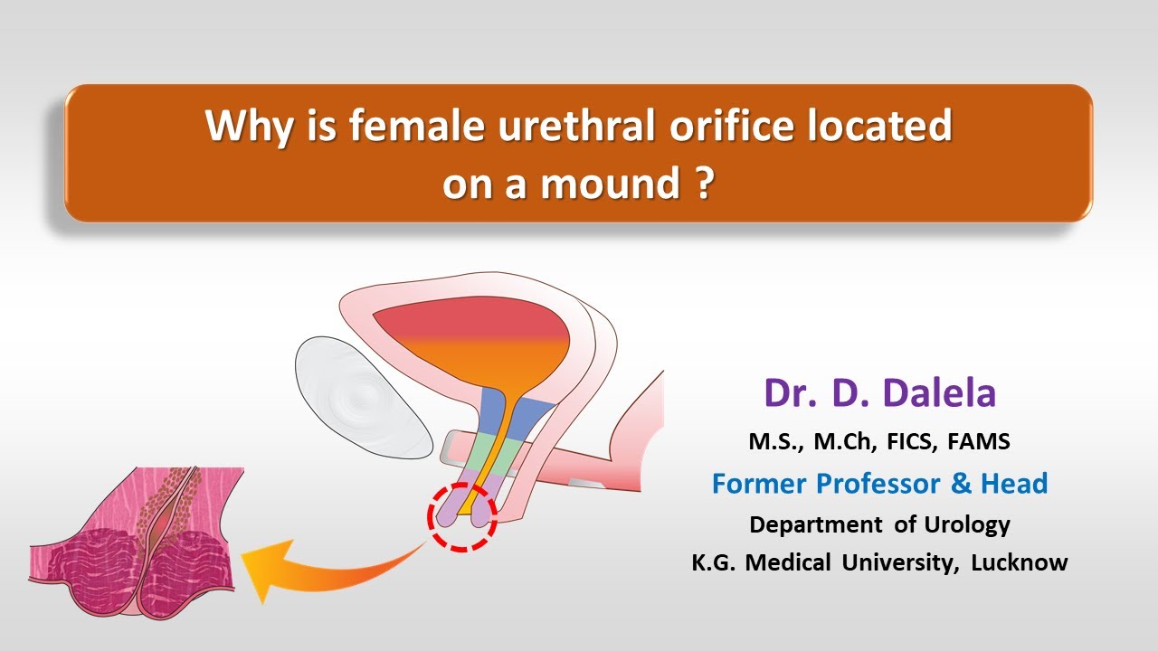 Why is female urethral orifice located on a mound ? - YouTube